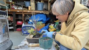 Read more about the article 《職人が盆栽に挑戦》お正月をイメージした松竹梅盆栽を作りました