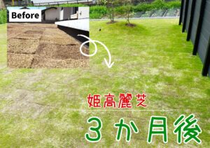 Read more about the article 【庭木と芝】姫高麗芝やイロハモミジの植えつけから３か月後の姿