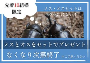 Read more about the article 無料プレゼント🎁カブトムシ雄雌ペアを夏休みで育ててみよう！