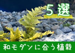 Read more about the article 和モダンな庭を彩る 【おすすめ植栽５選】