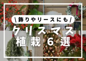 Read more about the article ６選│クリスマスを感じる植物│飾りやリースに★